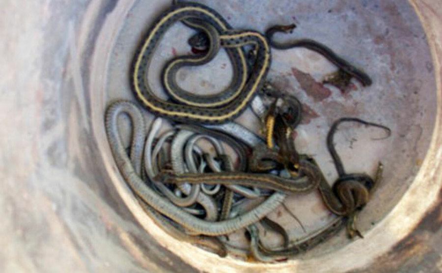 A pile of snakes at the bottom of a barrel. 