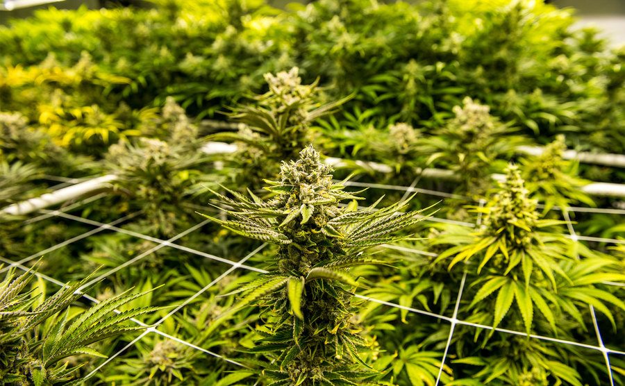 Marihuana wird in Innenräumen angebaut. 