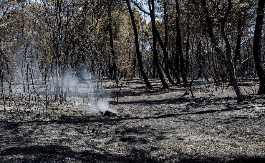 Uma floresta queimada após um incêndio florestal.