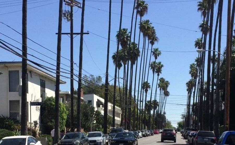 A picture of California palm trees.