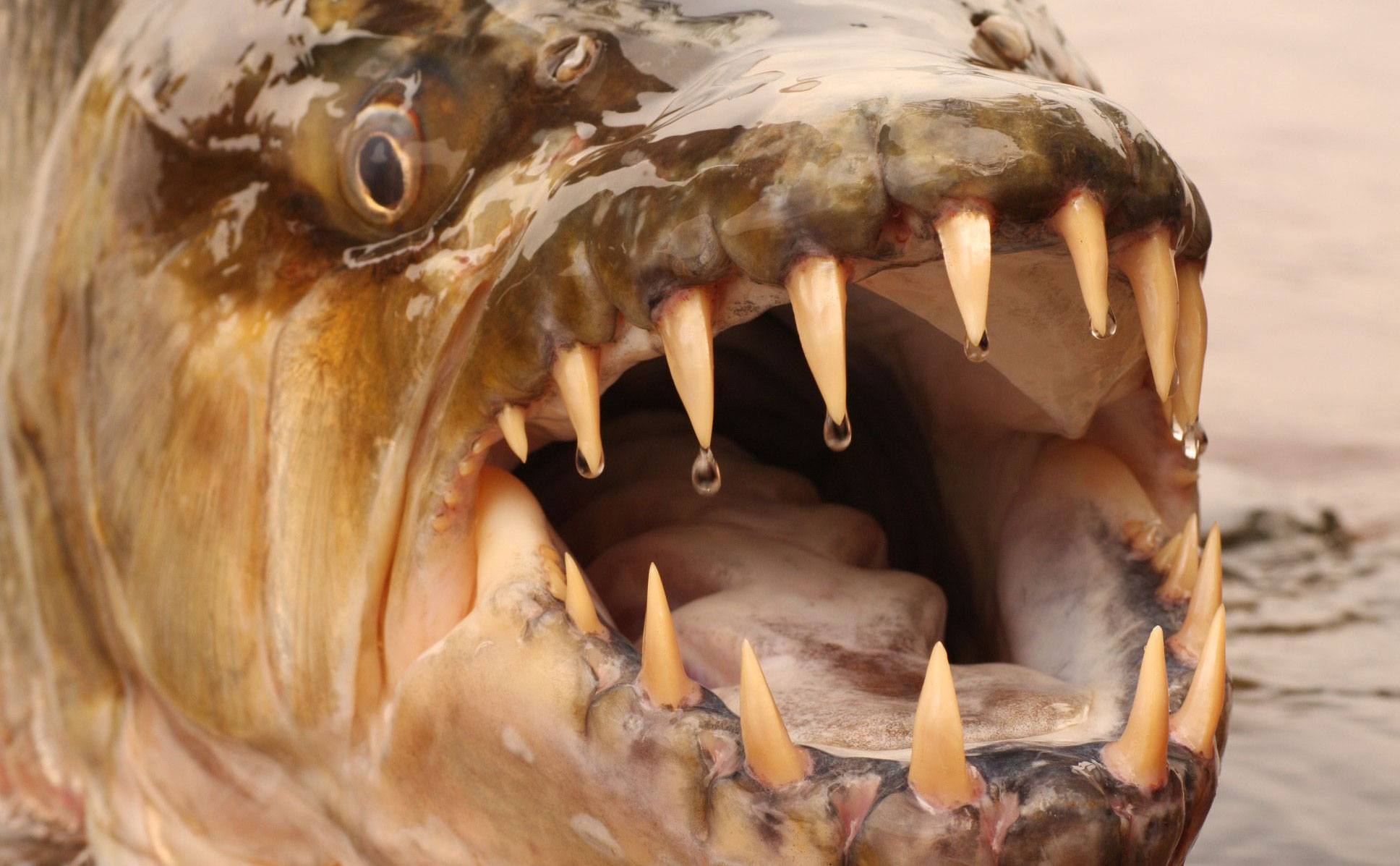 An image of a fish’s teeth in a still from the show.