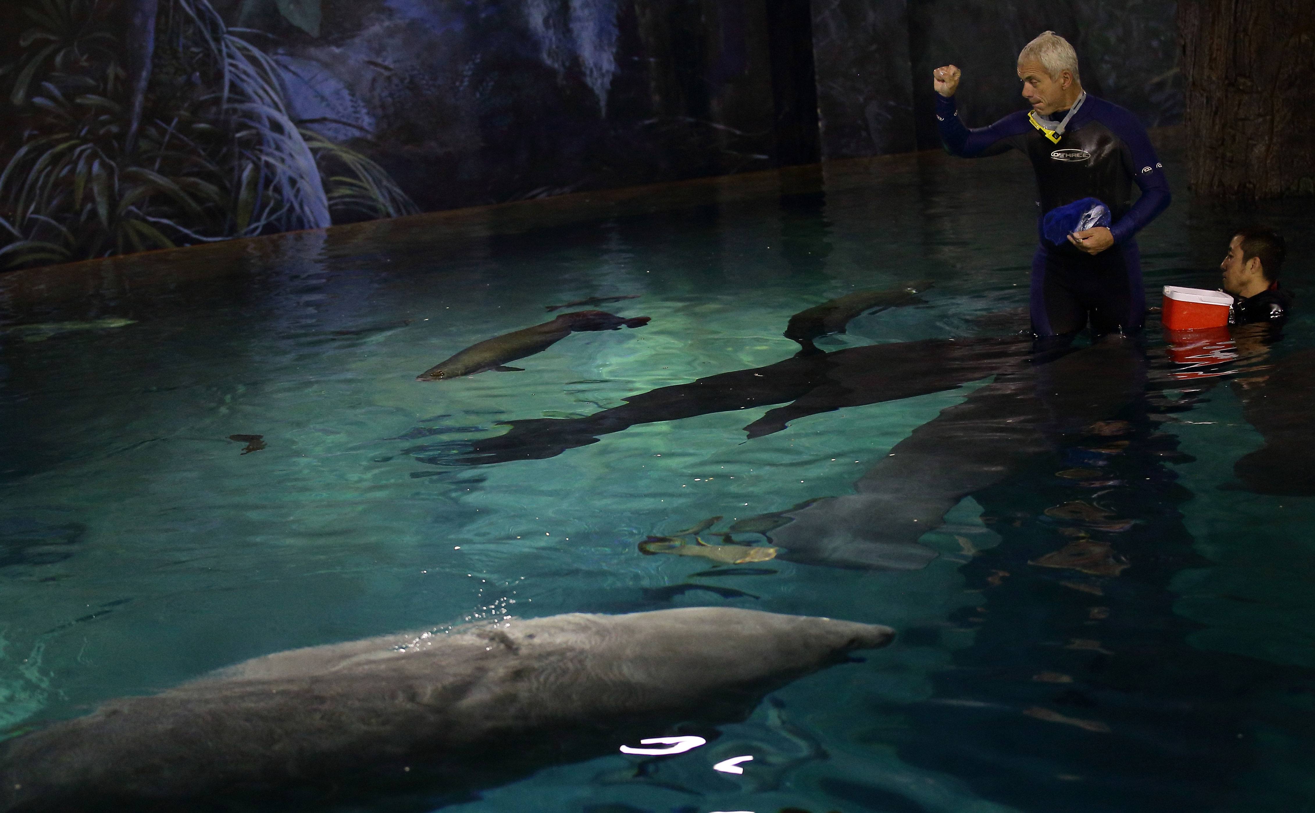 A picture of Jeremy Wade feeding manatees and arapaima.